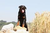 BEAUCERON 472